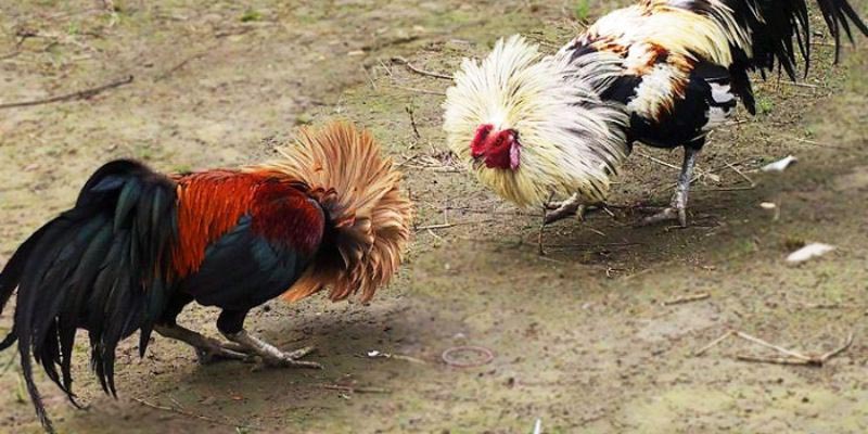 Chế độ luyện tập hay trong cách chăm sóc gà