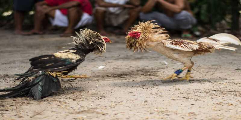 Lưu ý từ các chế độ chăm sóc gà