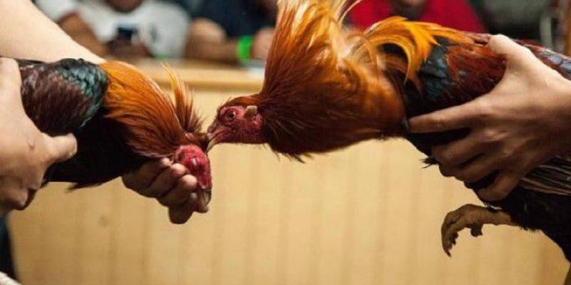 Những bước đặt cược để thắng lớn và nhận quà ngay