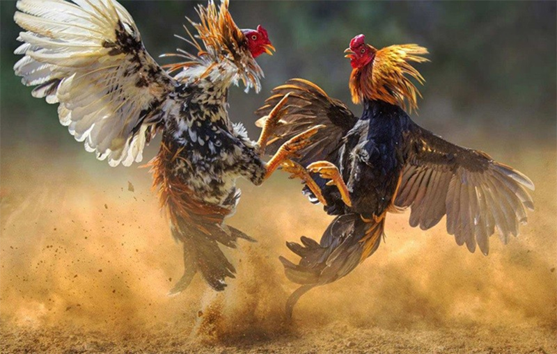 Những quy định quan trọng bạn cần nắm rõ khi tham gia